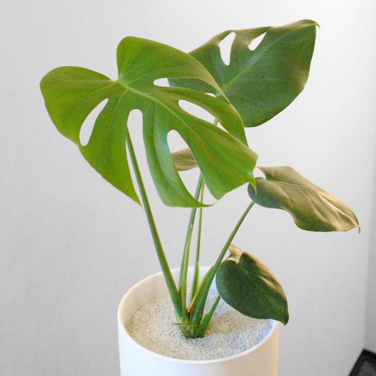 Foliage