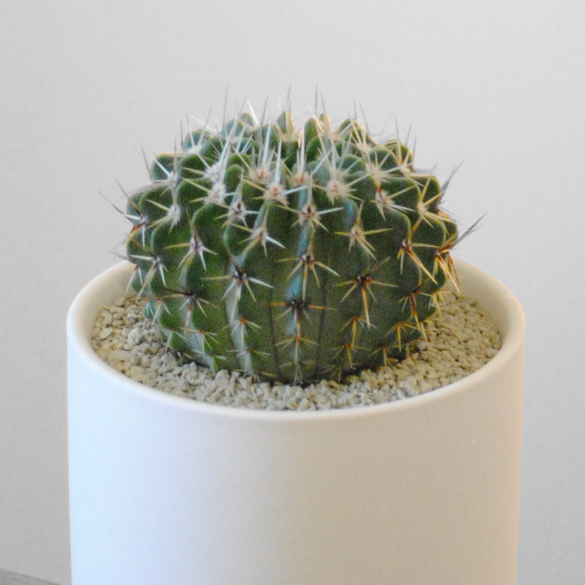 Succulents & Cacti